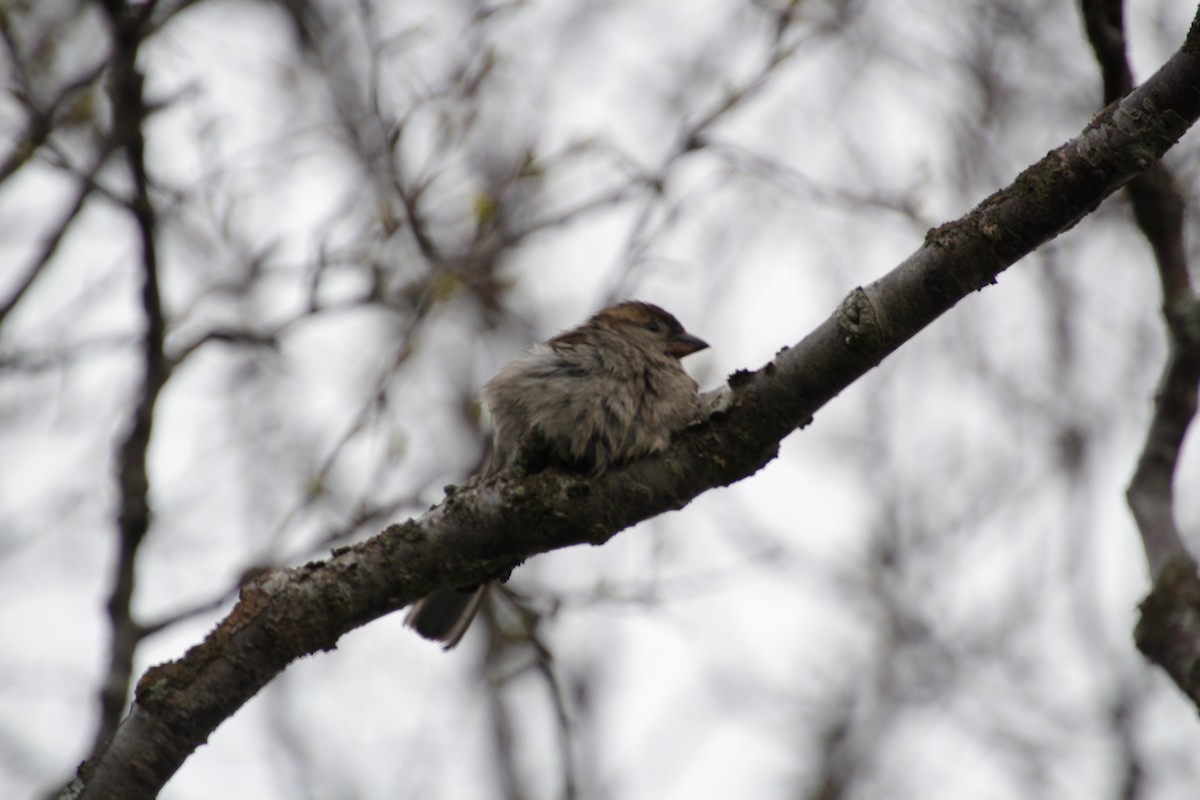 House Sparrow - ML474062961