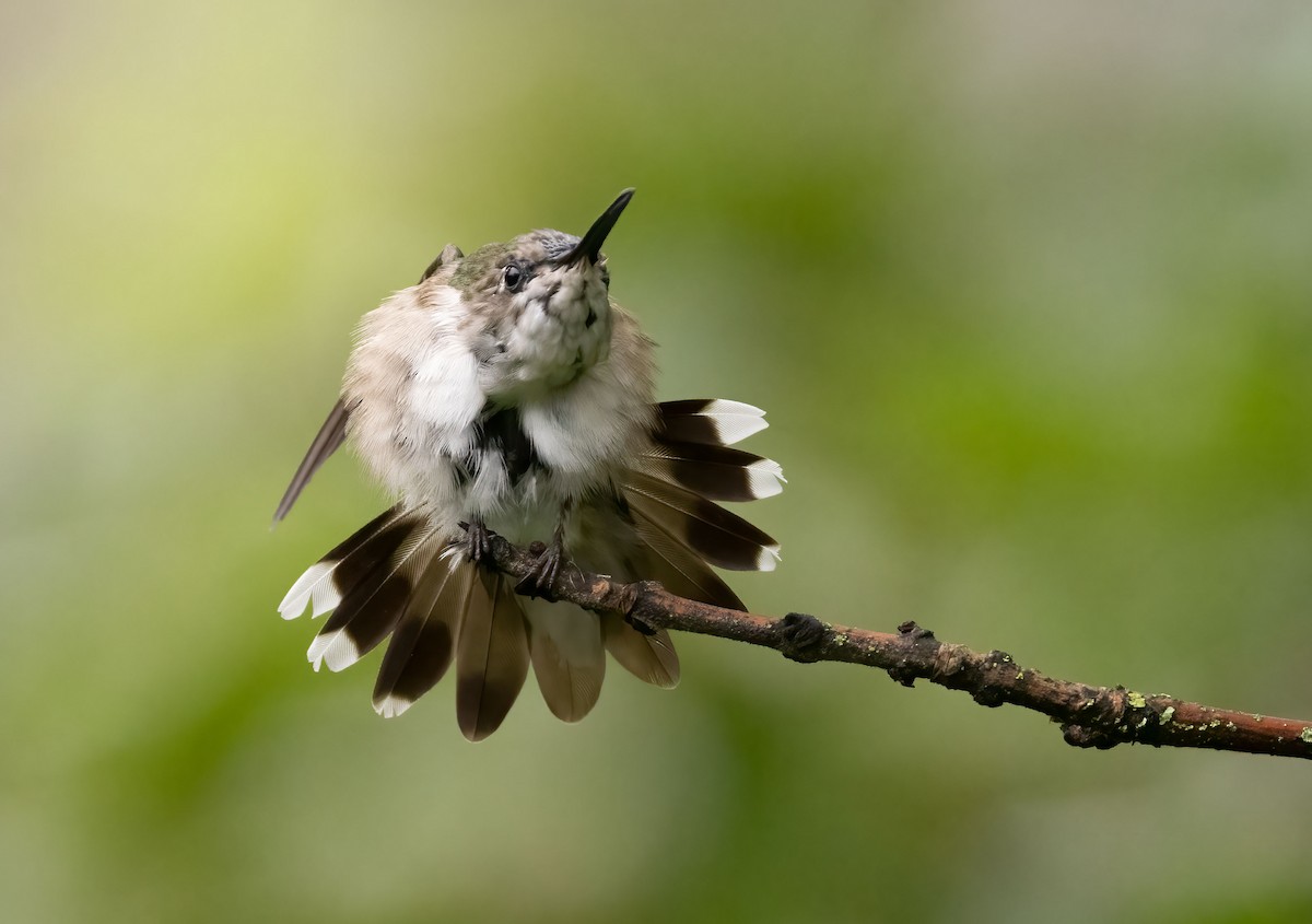 Ruby-throated Hummingbird - ML474063731