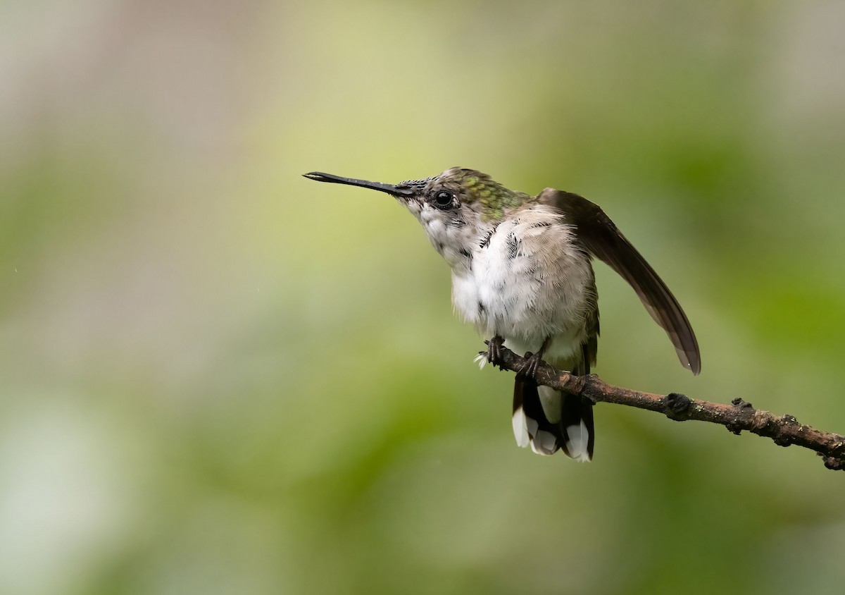 Ruby-throated Hummingbird - ML474063741
