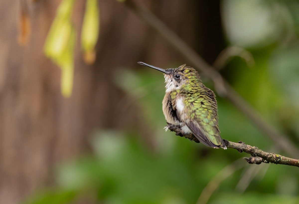 Ruby-throated Hummingbird - ML474063751