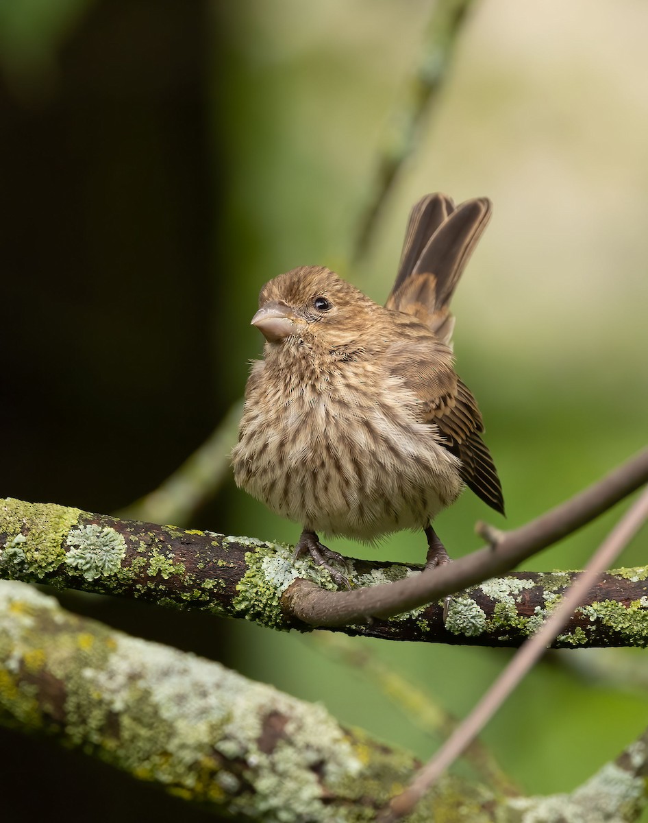 House Finch - ML474063851