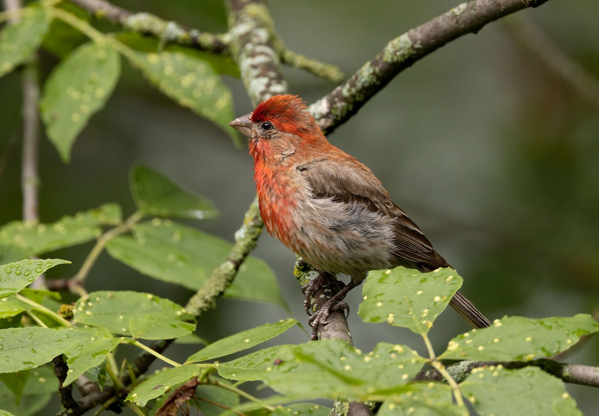 House Finch - ML474063861