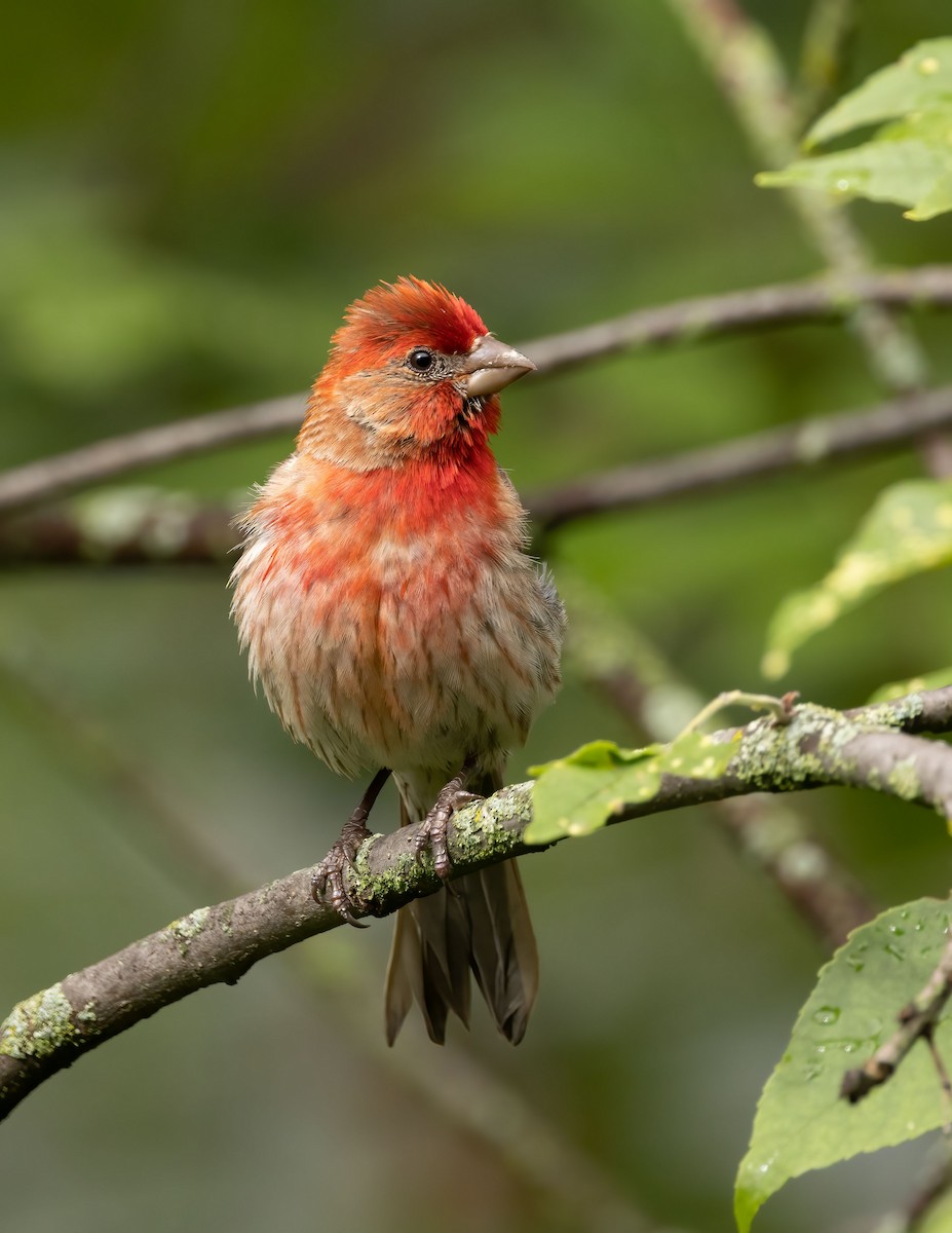 House Finch - ML474063871