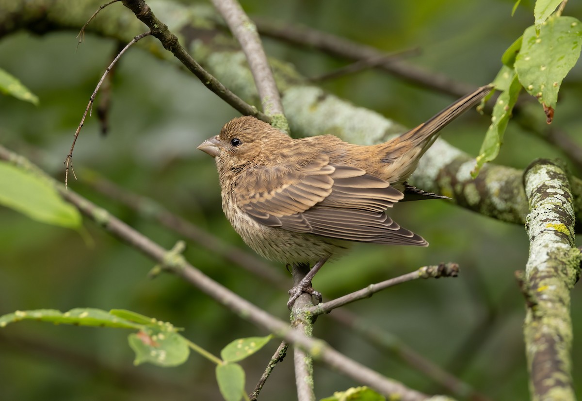 House Finch - ML474063881