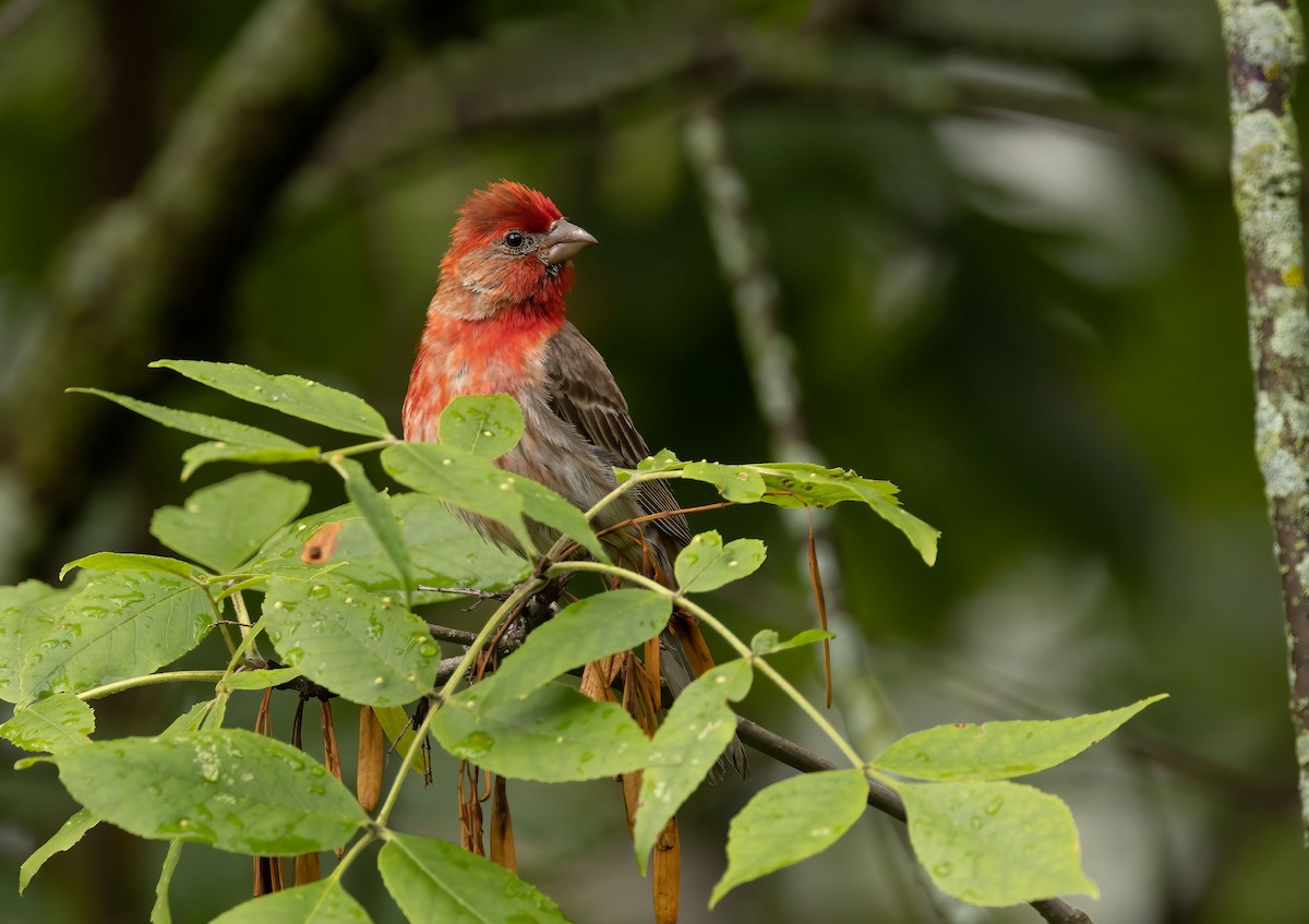 House Finch - ML474063891
