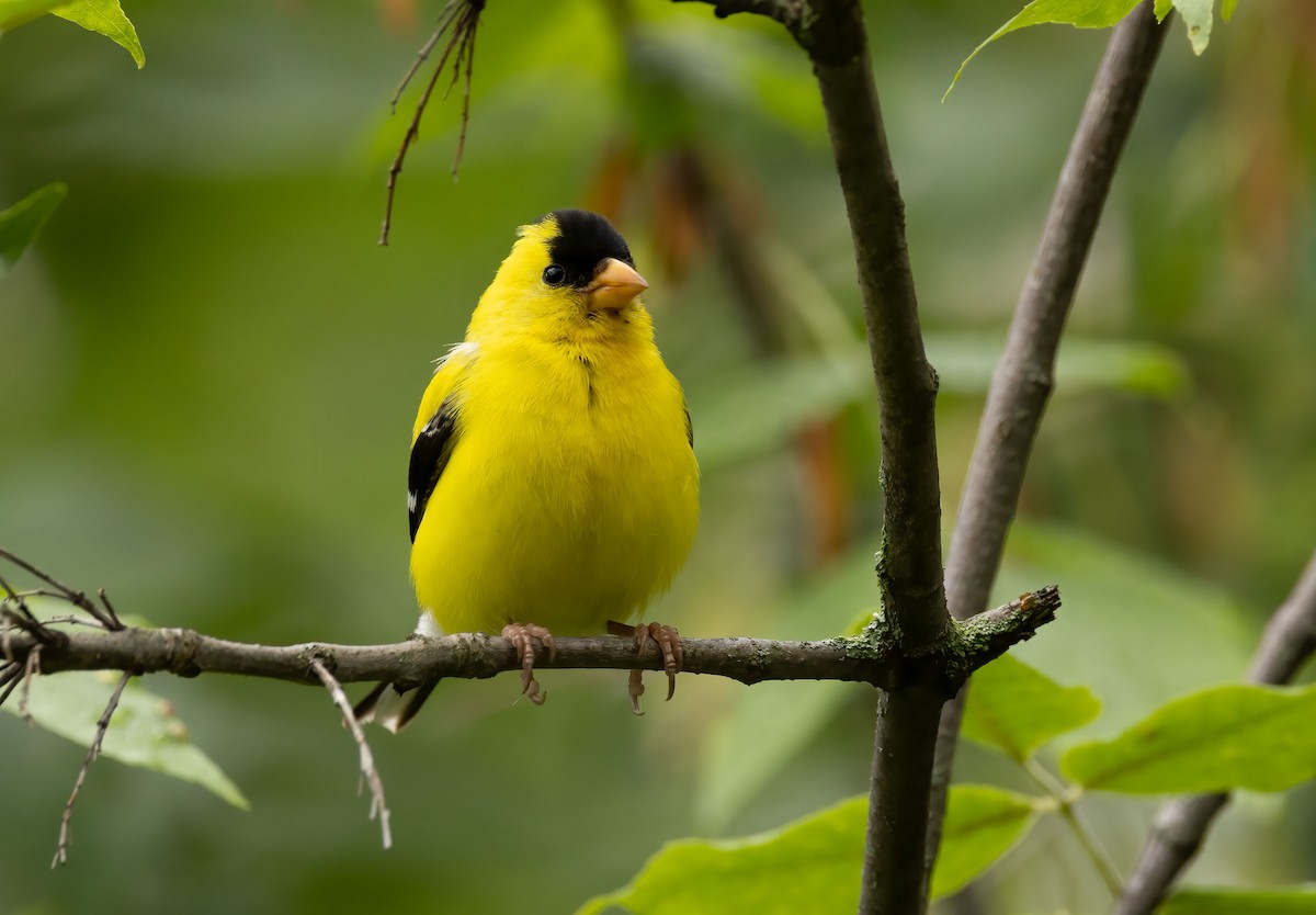 American Goldfinch - ML474063901