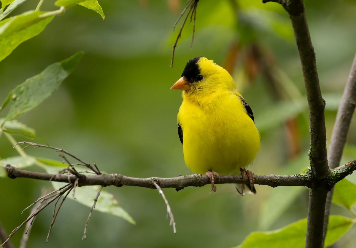 American Goldfinch - ML474063911