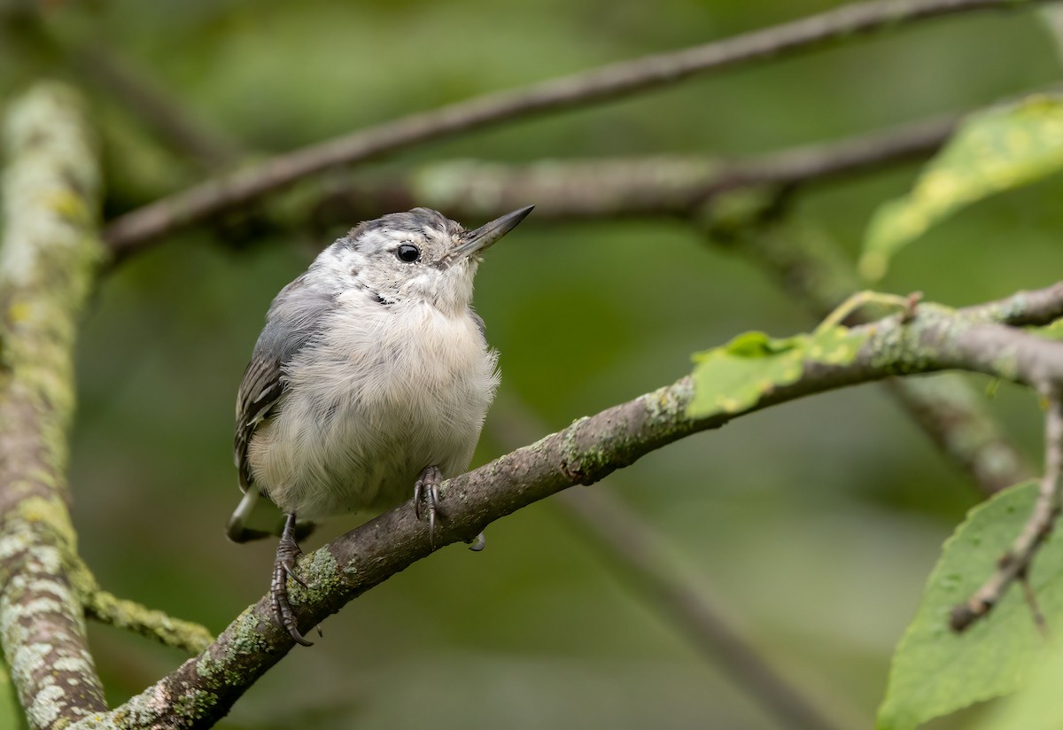 White-breasted Nuthatch - ML474063931