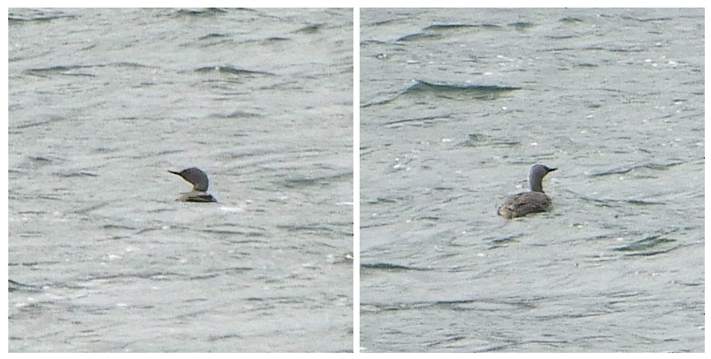 Red-throated Loon - Andy  Woodward