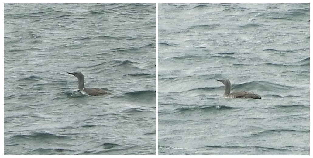 Red-throated Loon - Andy  Woodward