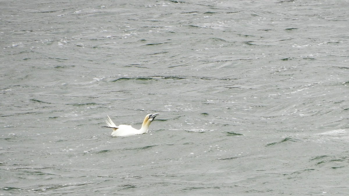 Northern Gannet - Andy  Woodward