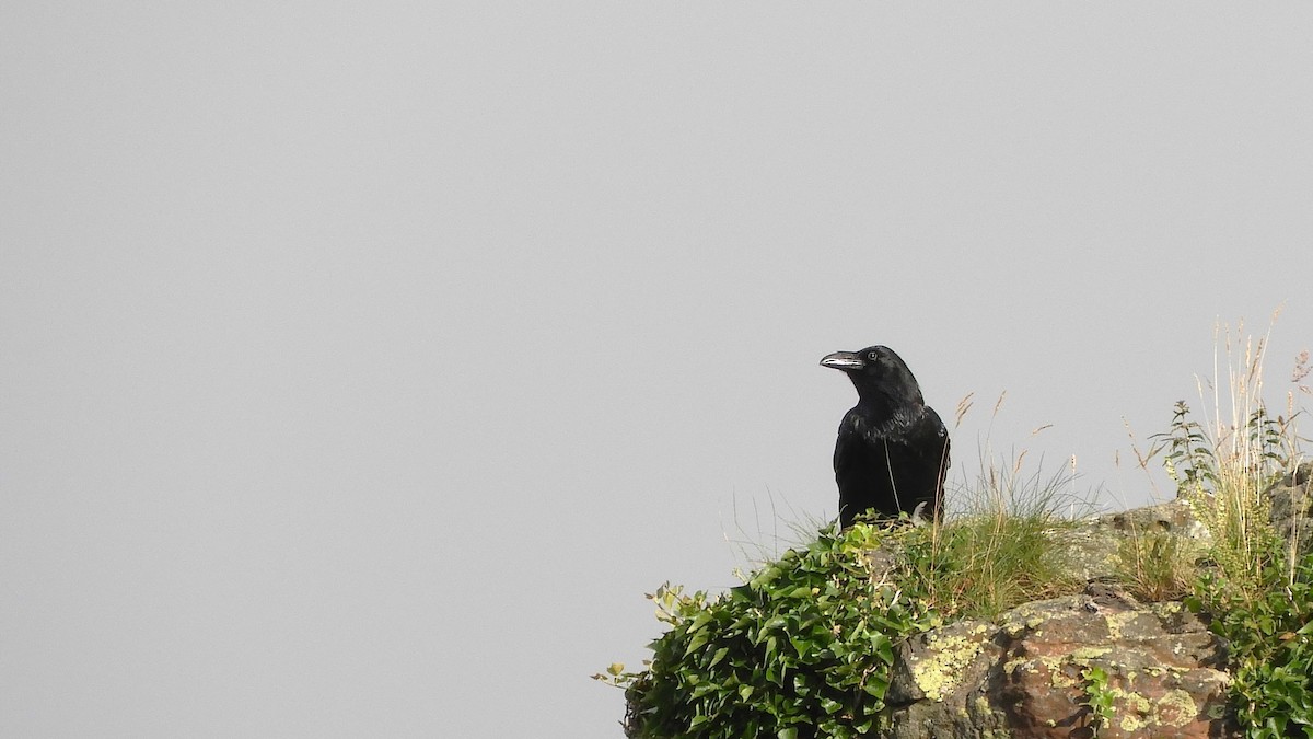 Common Raven - Andy  Woodward
