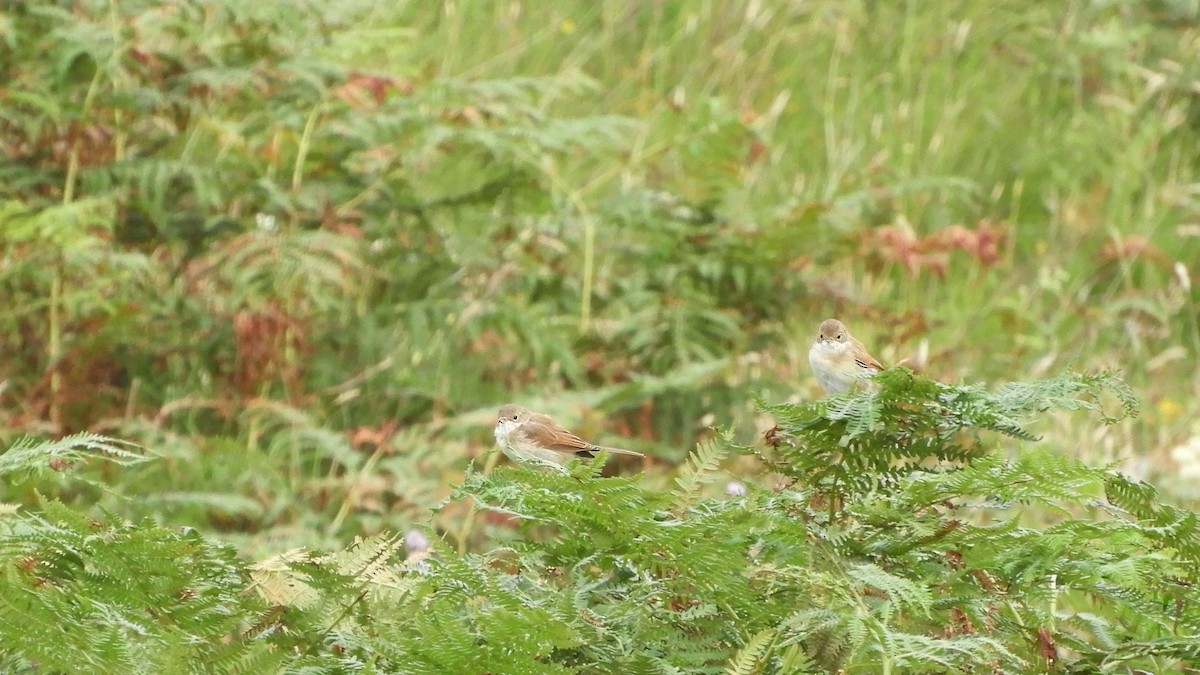 Greater Whitethroat - Andy  Woodward