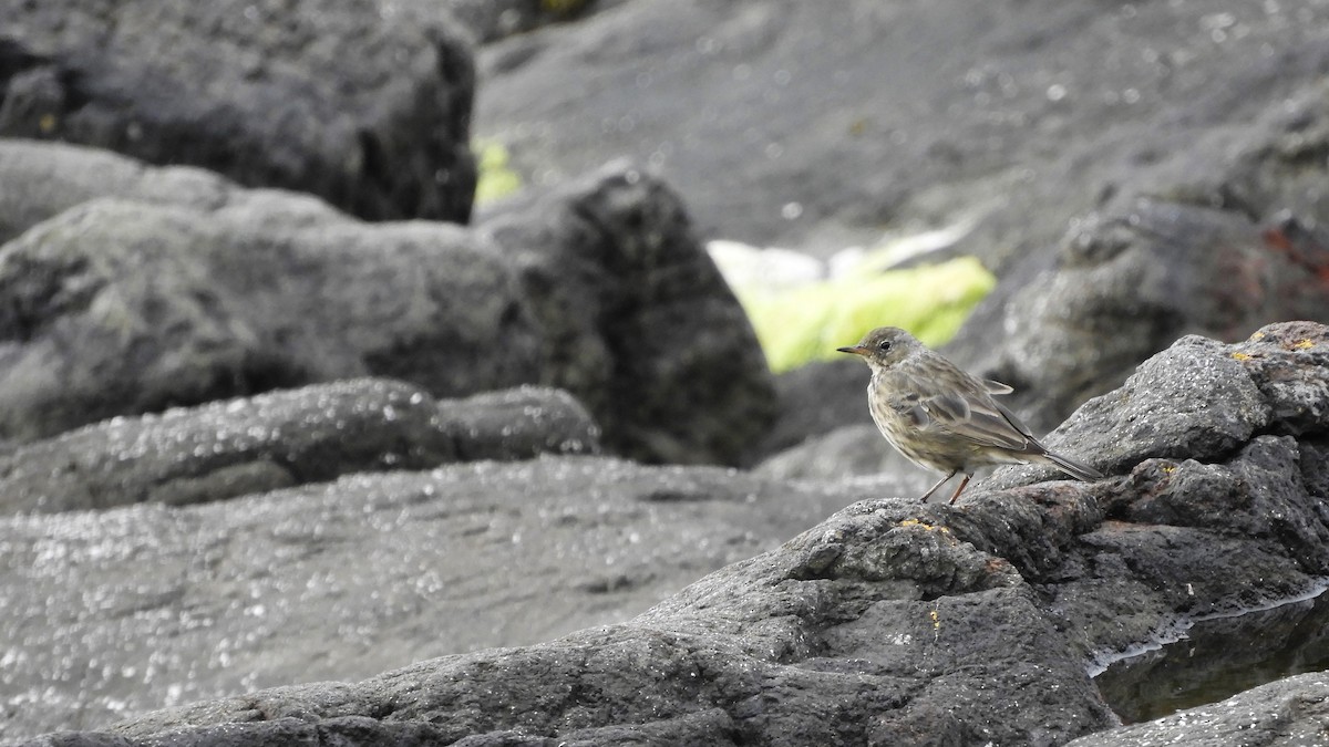 Rock Pipit - ML474065351