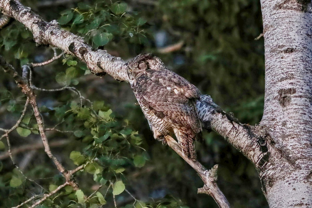 Great Horned Owl - ML474067661