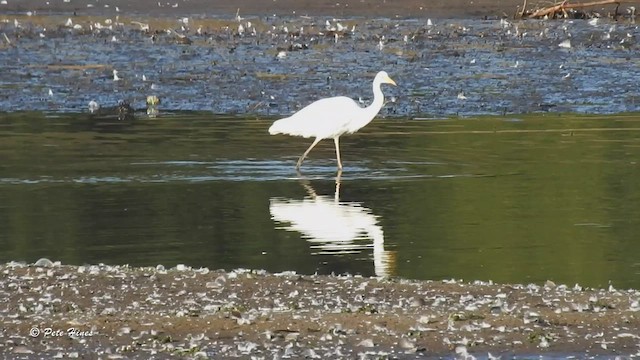 Great Egret - ML474068281