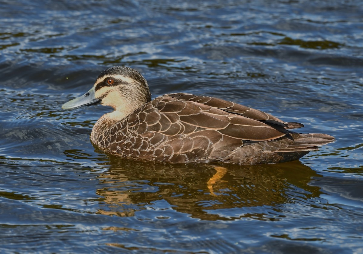 Pacific Black Duck - ML474070811