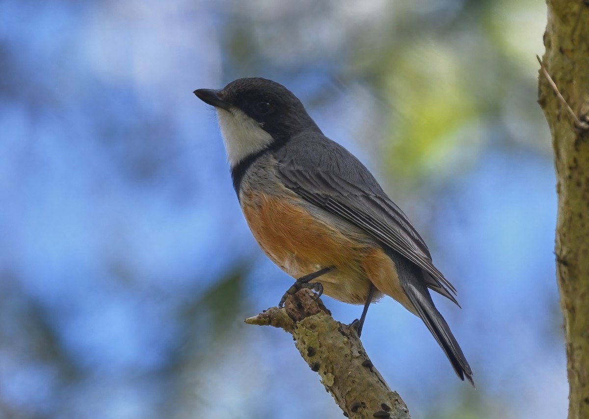 Rufous Whistler - ML474071301