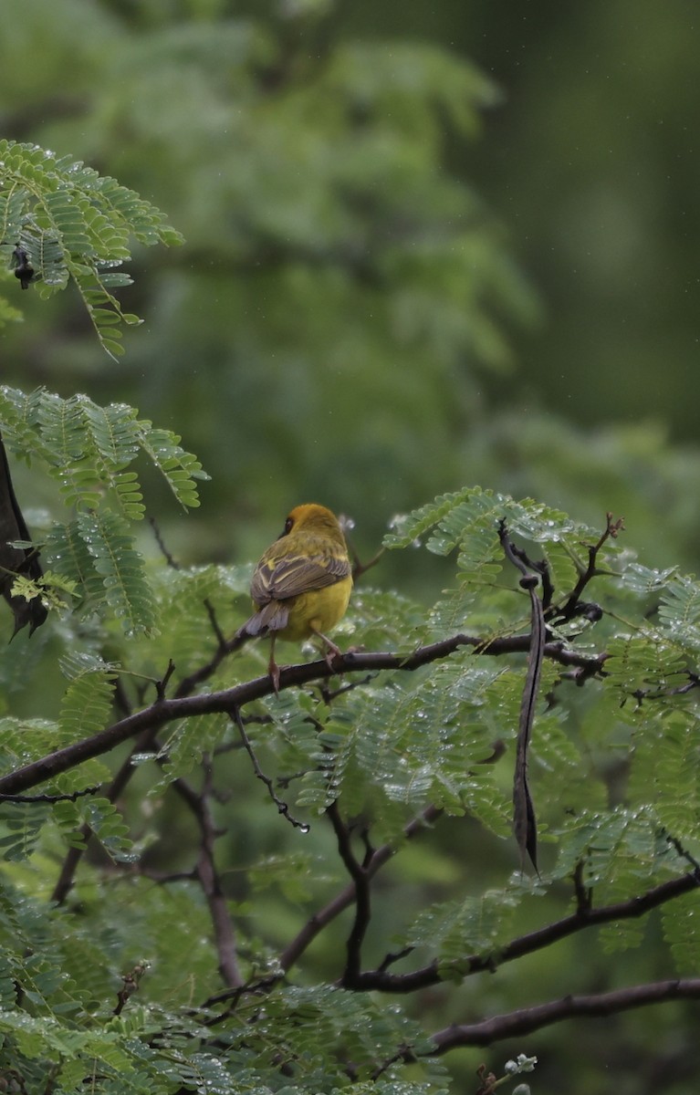 Southern Brown-throated Weaver - ML474071531