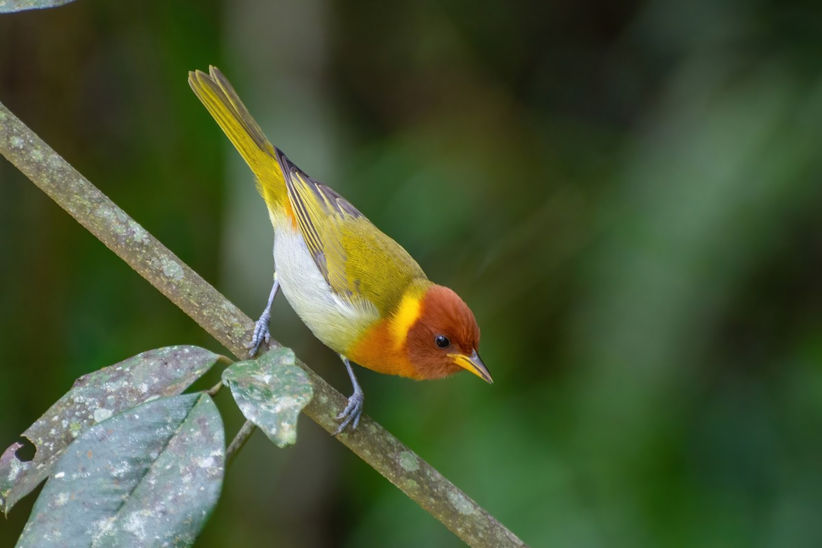 Rufous-headed Tanager - Marcos Eugênio Birding Guide