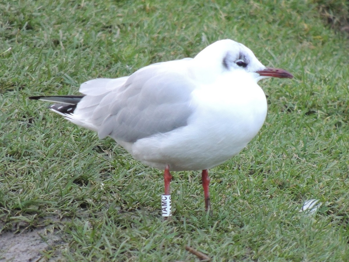 Black-headed Gull - ML474072631