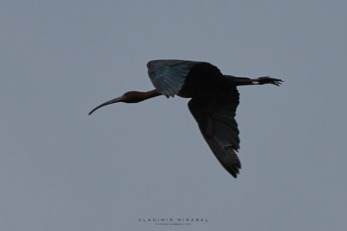 ibis hnědý - ML474072701