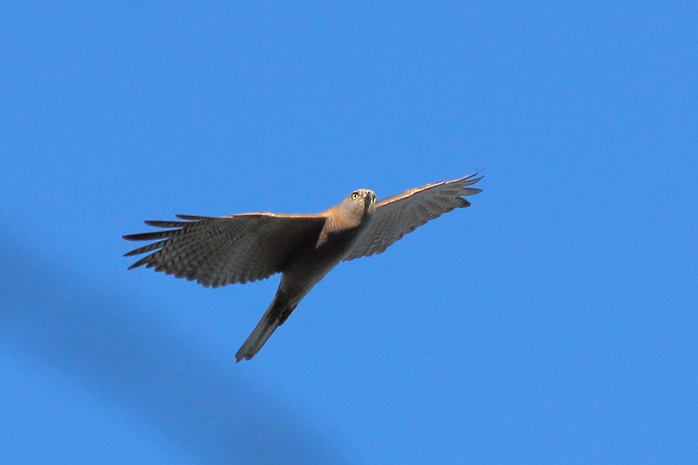 Brown Goshawk - ML474072921