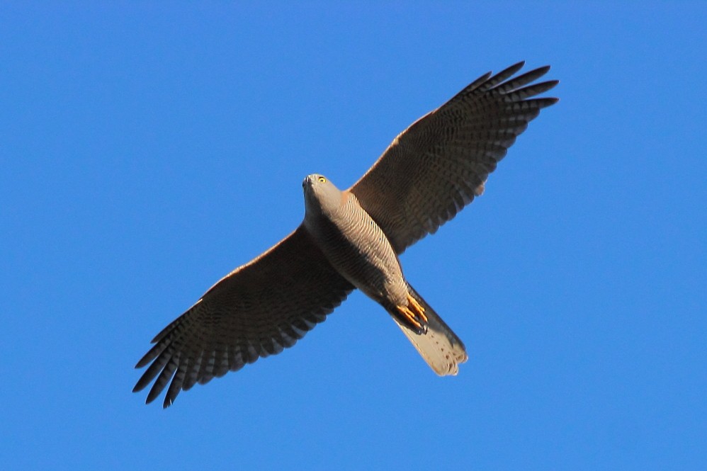 Brown Goshawk - ML474072931