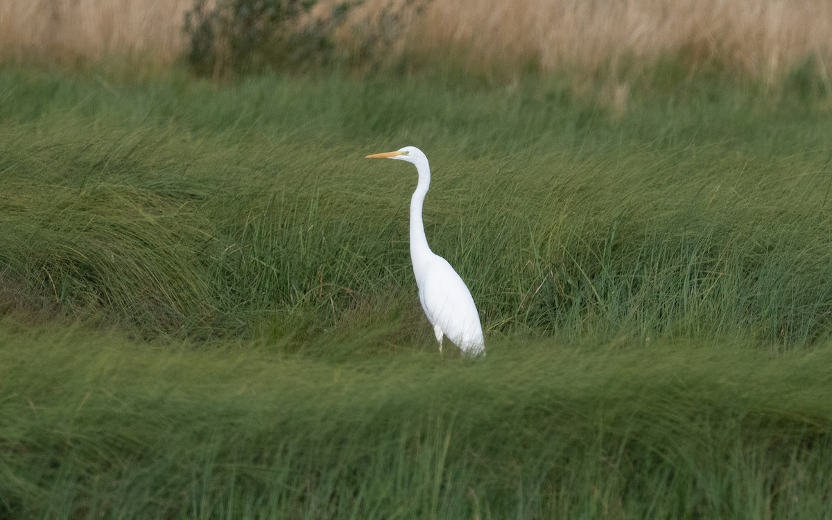Great Egret - ML474073141