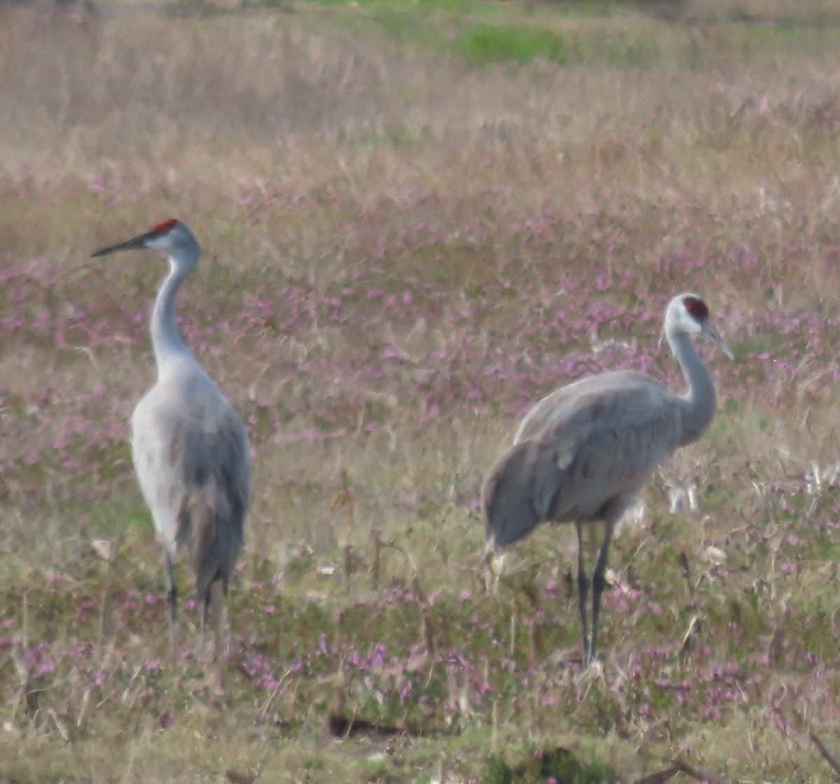 Sandhill Crane - ML474073771