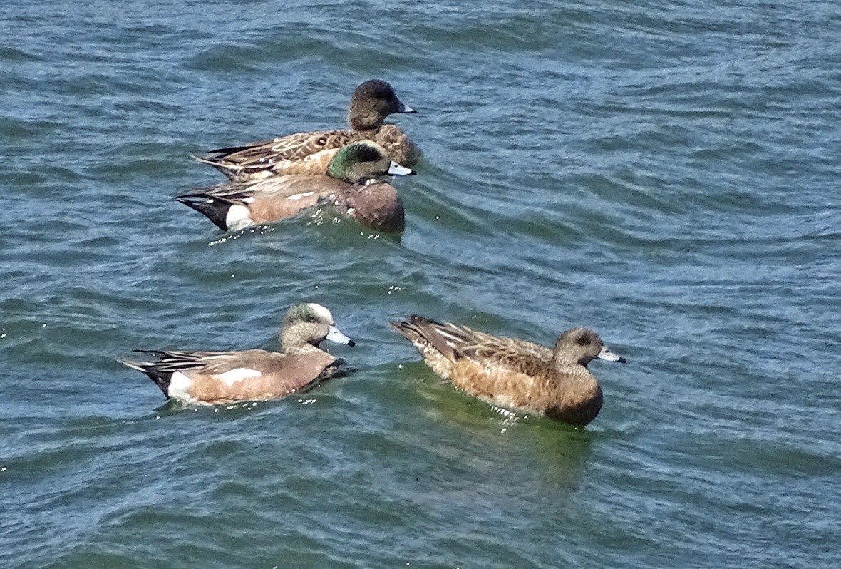 American Wigeon - ML47407421