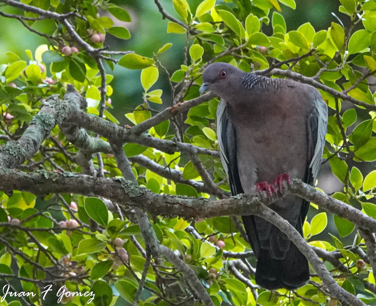 Picazuro Pigeon - Juan Fernando Gomez Castro