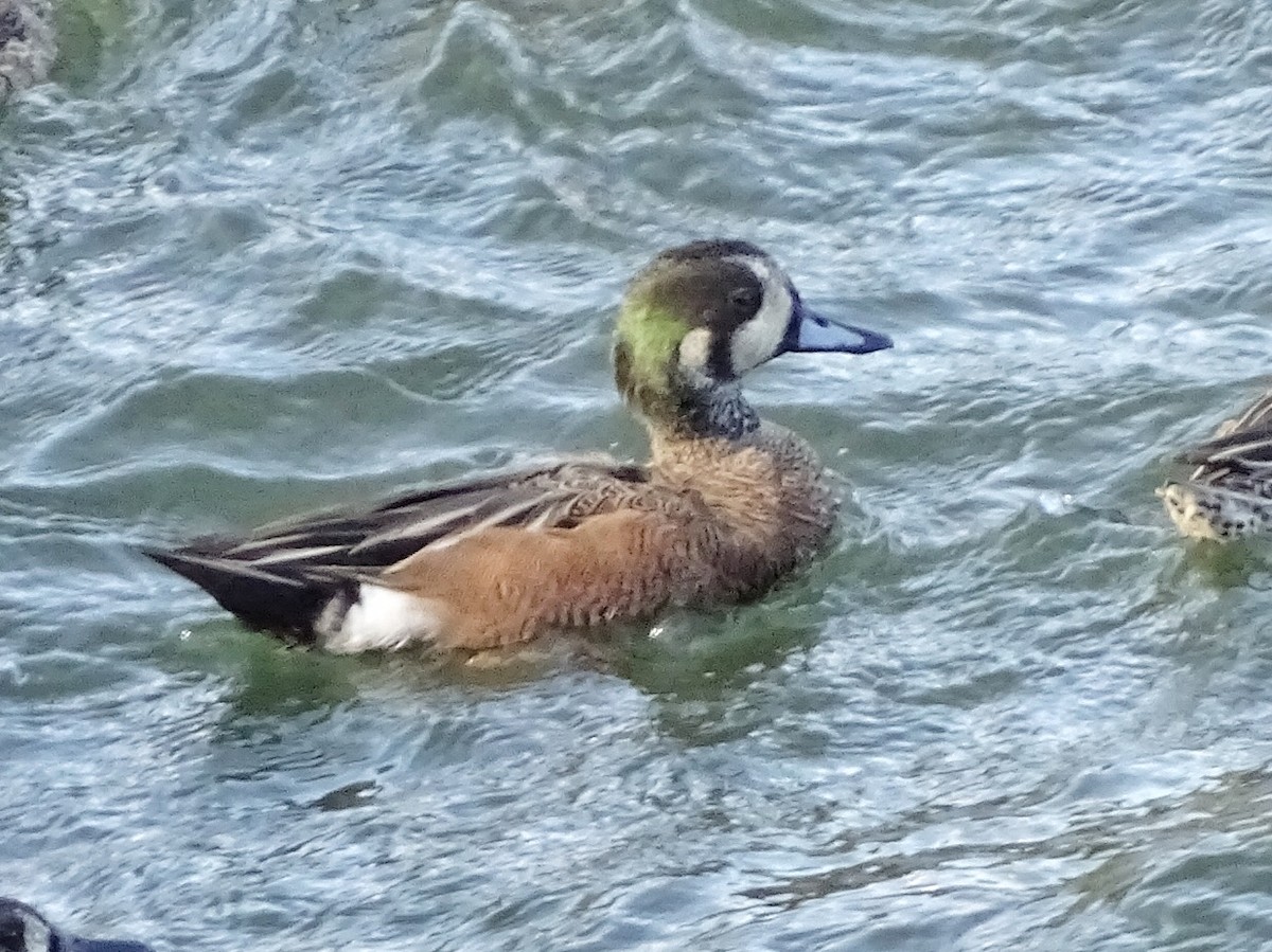 American Wigeon x Mallard (hybrid) - ML47407571