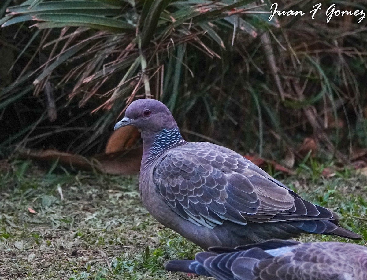 Picazuro Pigeon - ML474075721