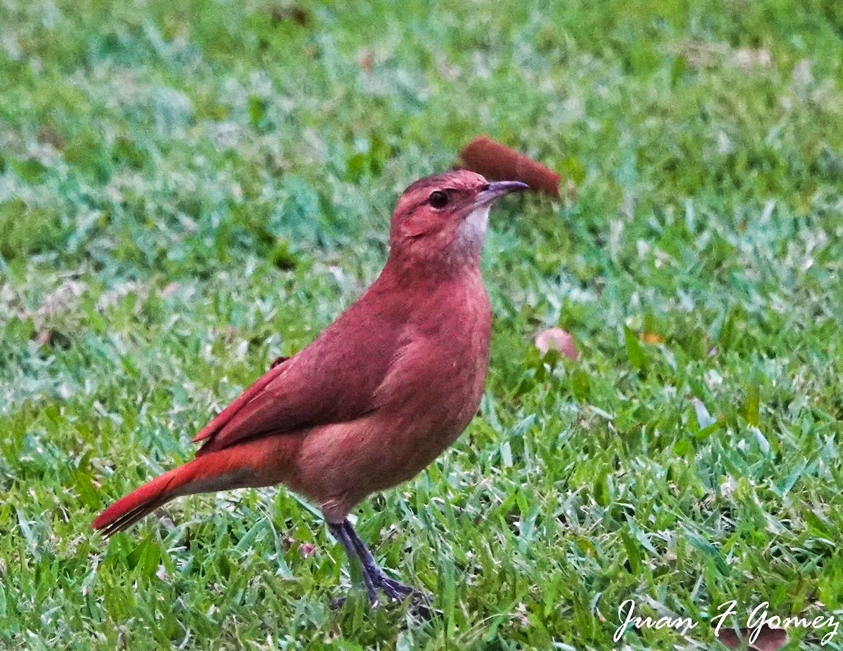 Rufous Hornero - ML474075801