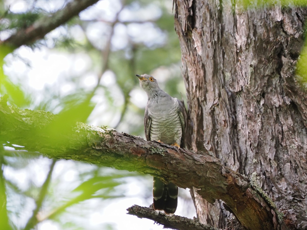 Common Cuckoo - TORU TAJIMA