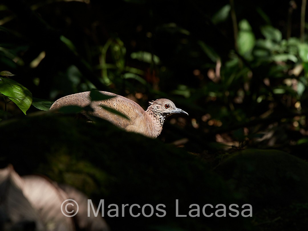 Undulated Tinamou - ML474076191