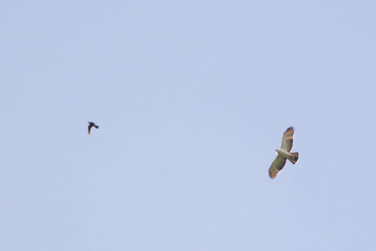 Águila Blanquinegra - ML474076321