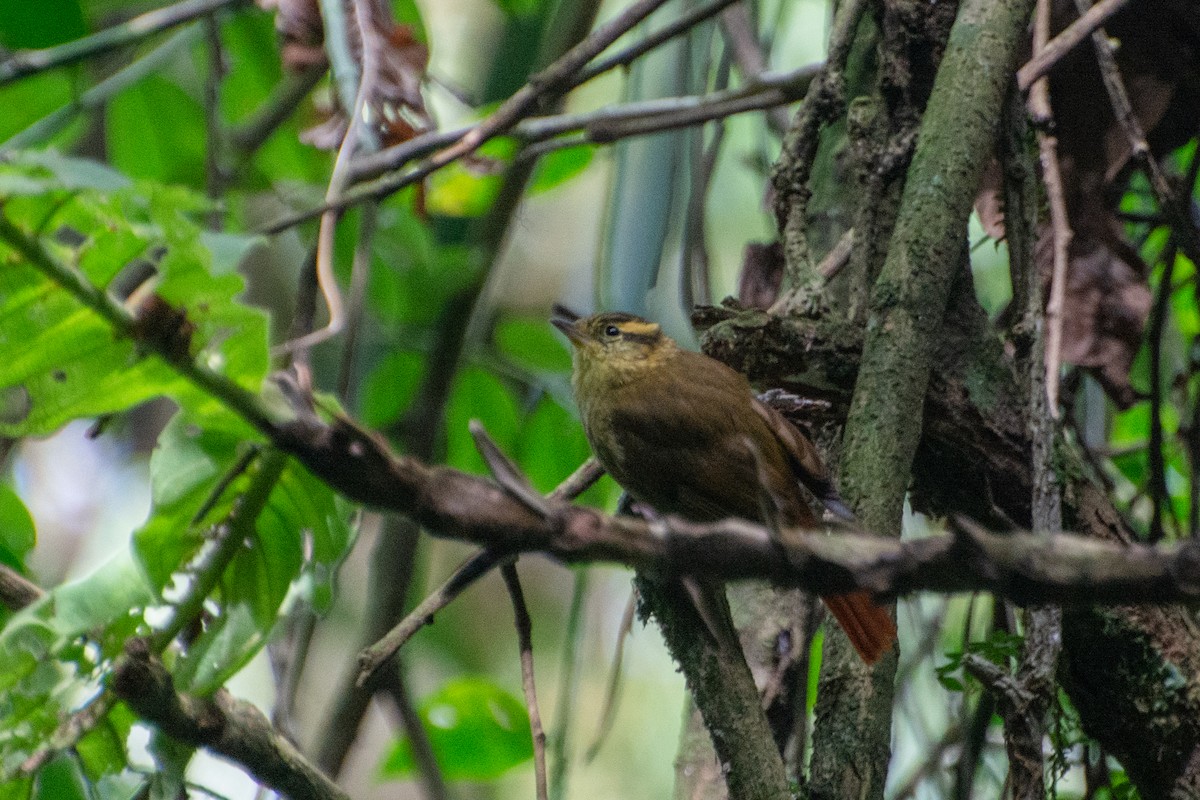 Sharp-billed Treehunter - ML474076371