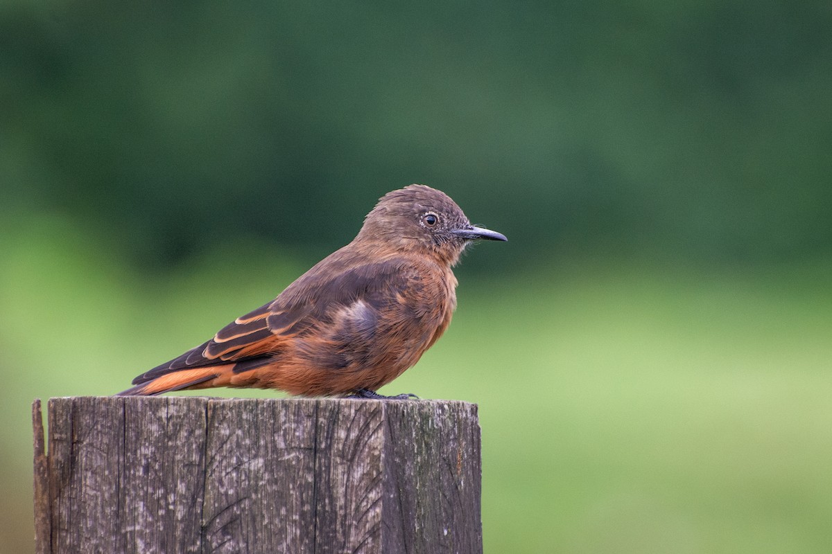 Cliff Flycatcher - ML474076471