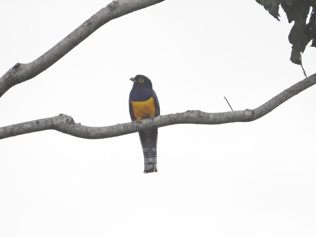 trogon podvazkový - ML474078021