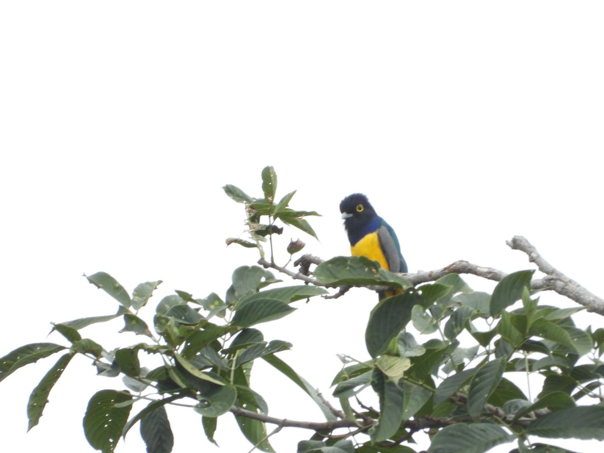 Gartered Trogon - ML474078041