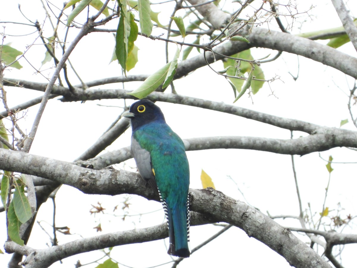 trogon podvazkový - ML474078051