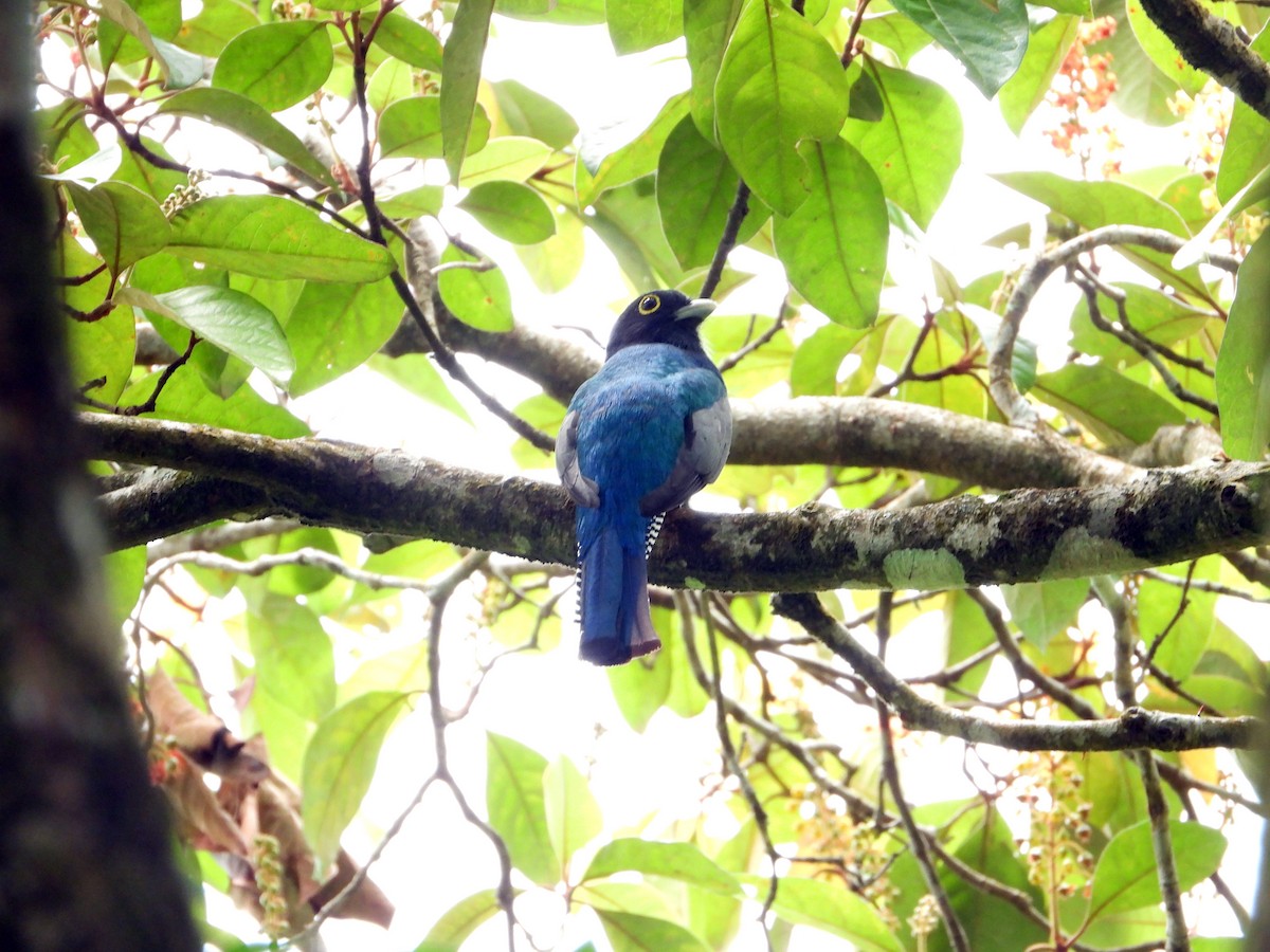 Gartered Trogon - Pauline Binetruy