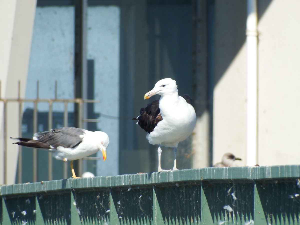 Kelp Gull - D HARVEY