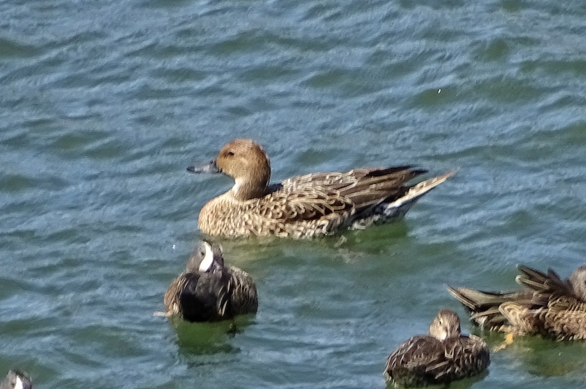 Northern Pintail - ML47407861