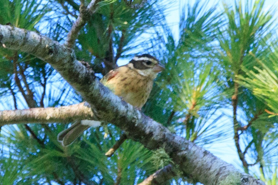 Rose-breasted Grosbeak - ML474078821