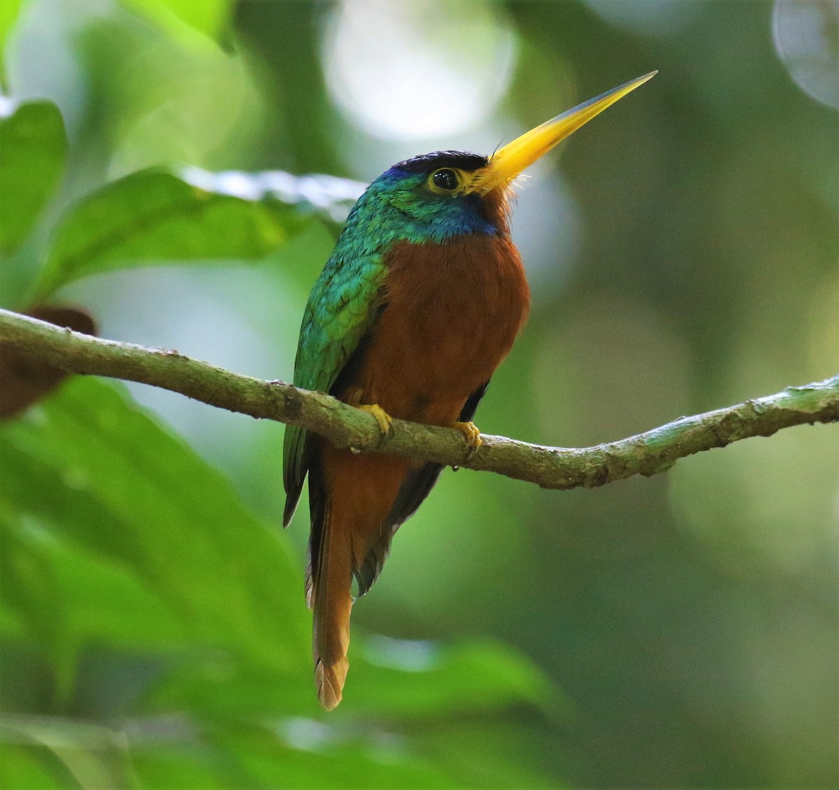 Blue-cheeked Jacamar - ML474079081