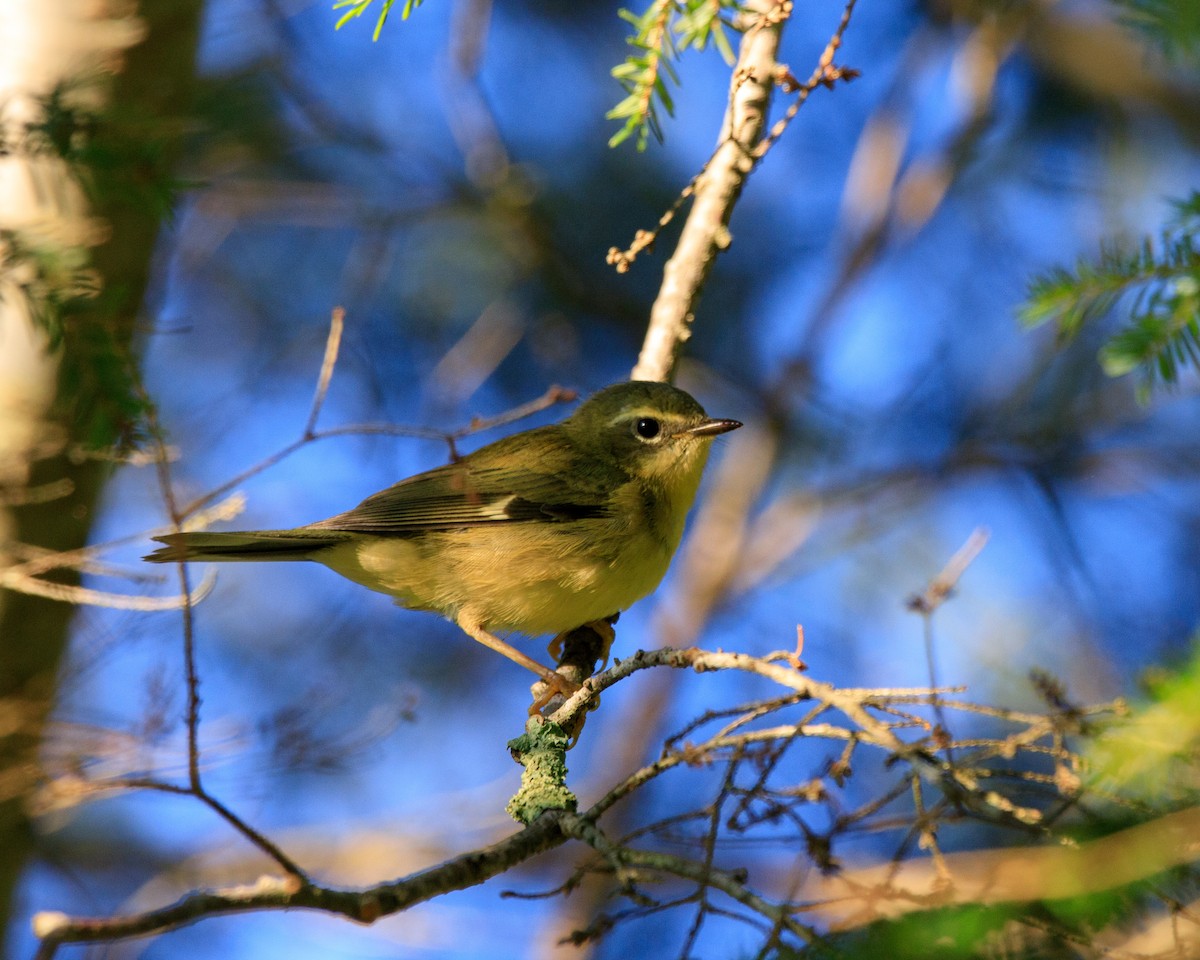 Black-throated Blue Warbler - Garrett Hoffmaster