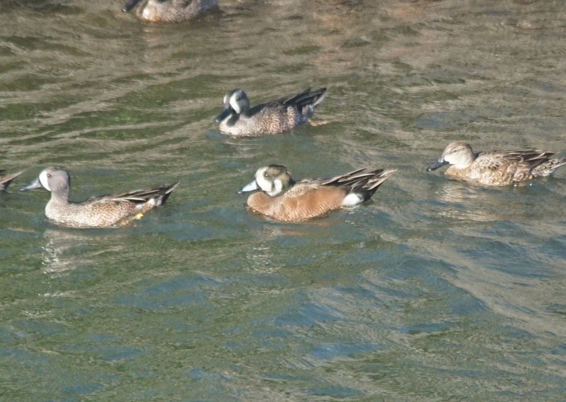 American Wigeon x Mallard (hybrid) - ML47408001